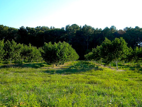 trees tree field fruit farm harvest peach orchard ag delaware agriculture omar sussexcountyde bennettpeachorchard omarde