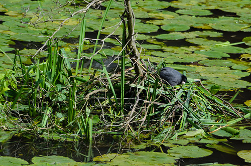 Coot by reedy nest among waterlilies