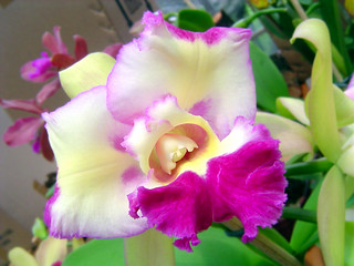 Orchids from my mother's orchid garden | Alessandra | Flickr