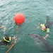 Whakatane dolphin Moko - the buoys