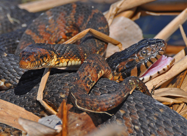Mating Banded water snakes