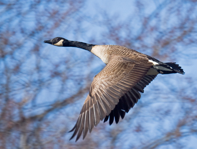Canada Goose (Branta canadensis) Just After Lift-Off