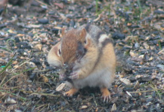 Eastern Chipmunk with facial injury | themarvelousinnature.w… | Flickr