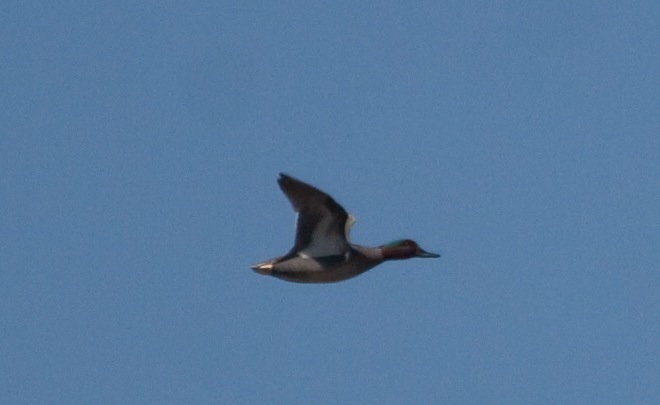 Green-wing