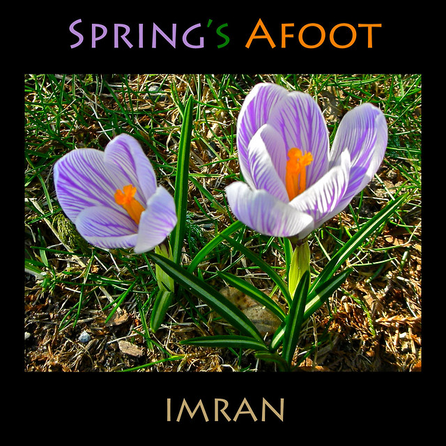 On Foot, Spring In Step, See Spring's Afoot - IMRAN™ — 800+ Views! 150+ Comments!
