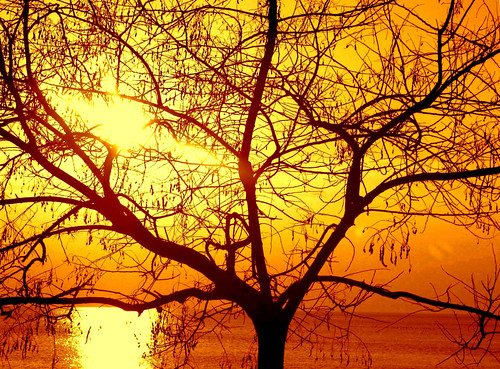My classic sunset shot - Through the branches... by *Saariy*