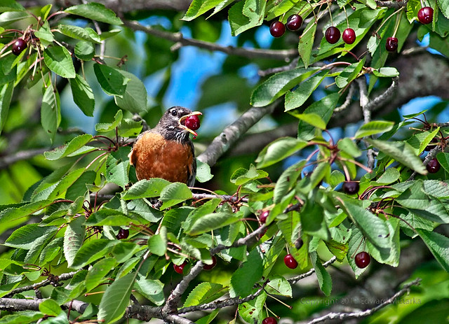 American robin eating wild cherry 5700