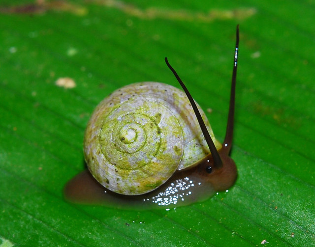 Even snails can express joy ;o)