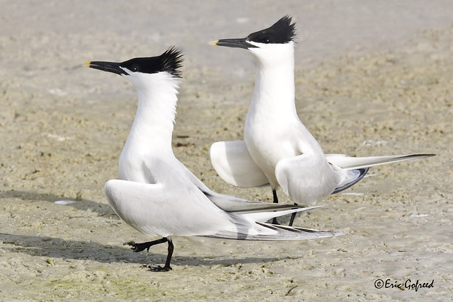 Sandwich Terns _3540