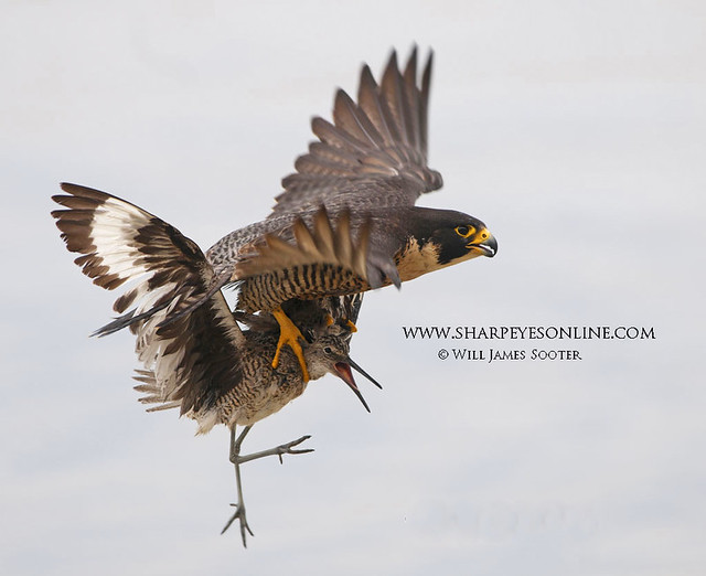 Peregrine Falcon Express - Audubon Magazine 2010 Winner