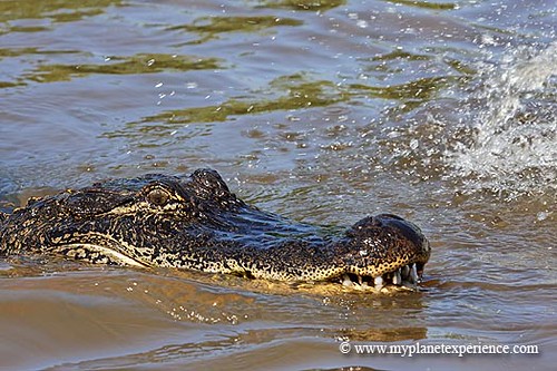 Louisiana experience : alligator