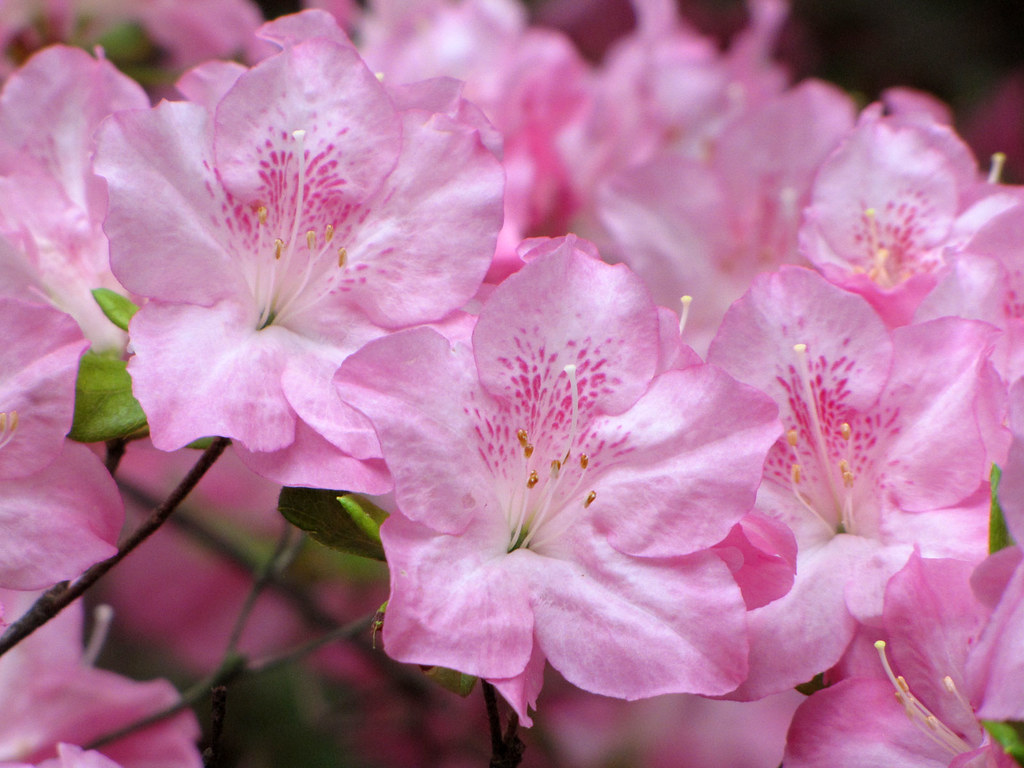 Azalea 'Mother of Pearl' (Glenn Dale) | Rhododendron cultiva… | Flickr
