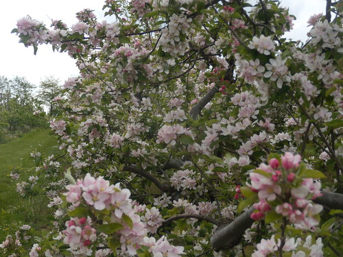 Apple blossom The path goes through apple orchards. Pluckley Circular