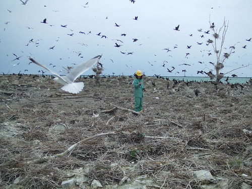 Counting cormorant nests | by morehipthanahippie