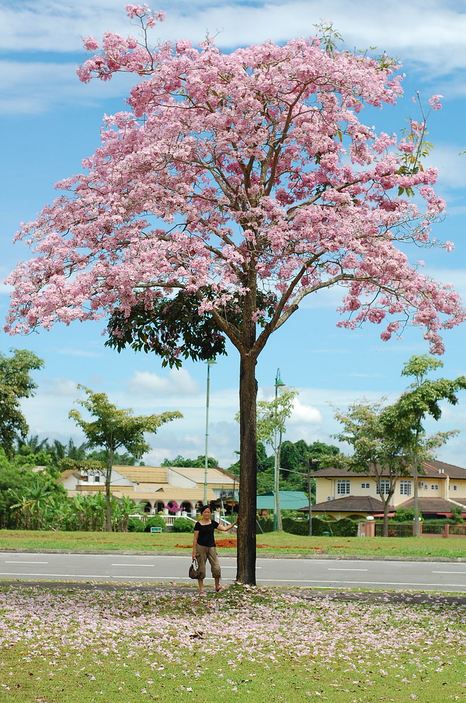 Tecoma tree malaysia