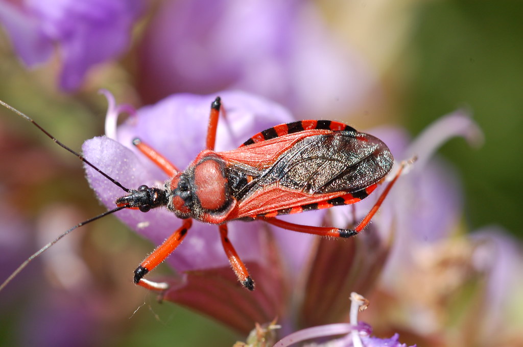 Rot Insect Rote Mordwanze | Rote Mordwanze (Rhynocoris iracundus ) de.w… | Flickr
