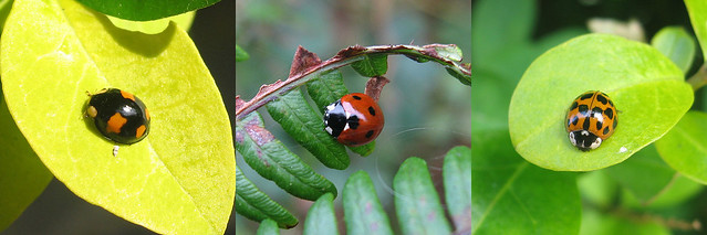 British Bug Week 2010, Thursday - Ladybirds
