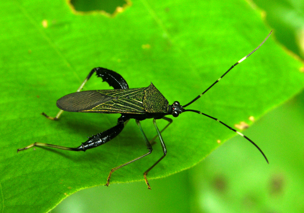 Coreid bug, Ecuador | not crisp, I know, but the only one I … | Flickr