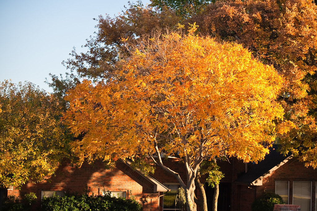 Fall Color Trees - 09202009 -6553 | toddward2 | Flickr