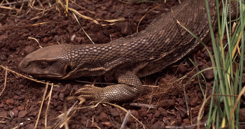 Monitor Lizards in Ghana | Flickr