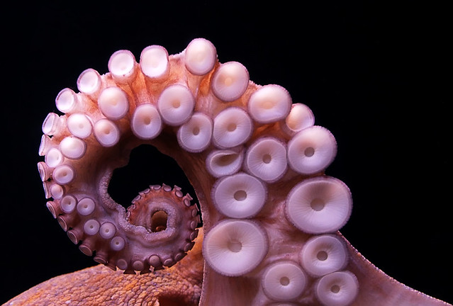 Cuantos tentáculos tiene un pulpo
