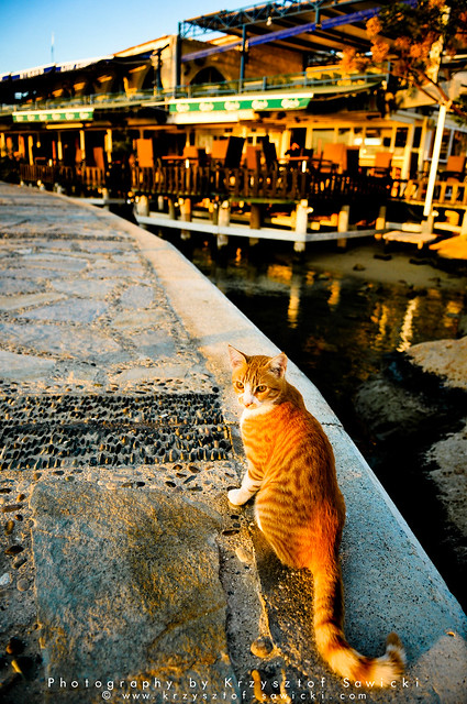 Cypriot Cat