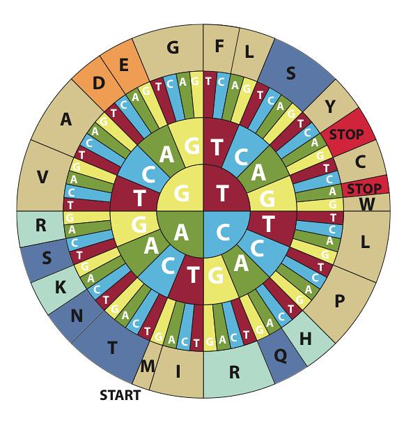 Ilustración simplificada del código genético, mostrando esquemáticamente la relación entre los codones de ADN y los aminoácidos que codifican. Los 4 símbolos del centro representan el primer nucleótido: Guanina (G, en amarillo), Timina (T, en rojo), Adenina (A, en verde) o Citosina (C, en azul). Los 16 símbolos del círculo adyacente (4 por cada uno de los anteriores) representan el segundo nucleótido, y los 64 símbolos del círculo siguiente (de nuevo 4 por cada uno de los anteriores) el tercero. El círculo externo muestra cada uno de los 20 aminoácidos posibles codificado por el codón correspondiente.
