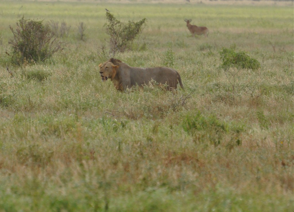Panthera leo - Lion - 19/02/10