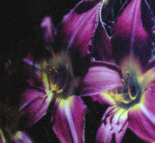 Daylily Oil effects | by dragonfly rider