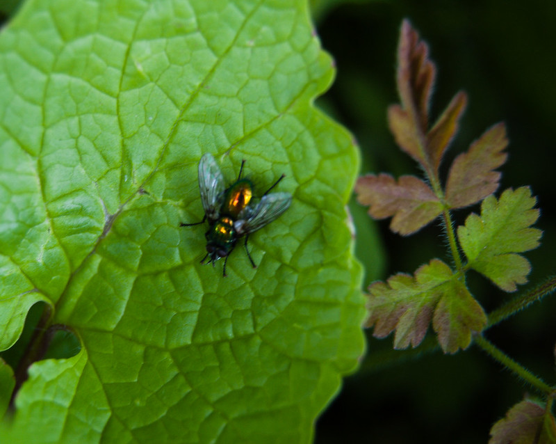 Shiny fly