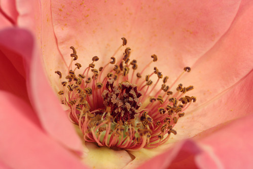 up close ;) | by cool disel