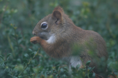 Red-tailed Squirrel | by Linda Hatfield Photography