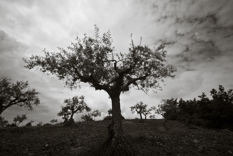 42 ~ the olive tree by Teresa Teixeira