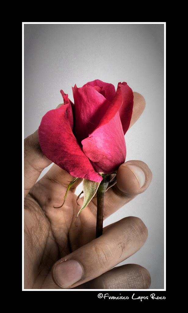 Una rosa para tí amor | Una rosa sacada del jardin de mi vie… | Flickr