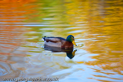 Autumn Duck