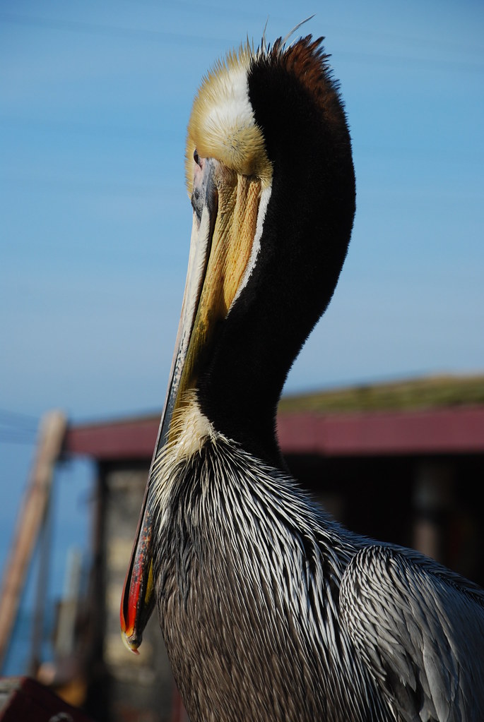 Pelican by nebulous 1