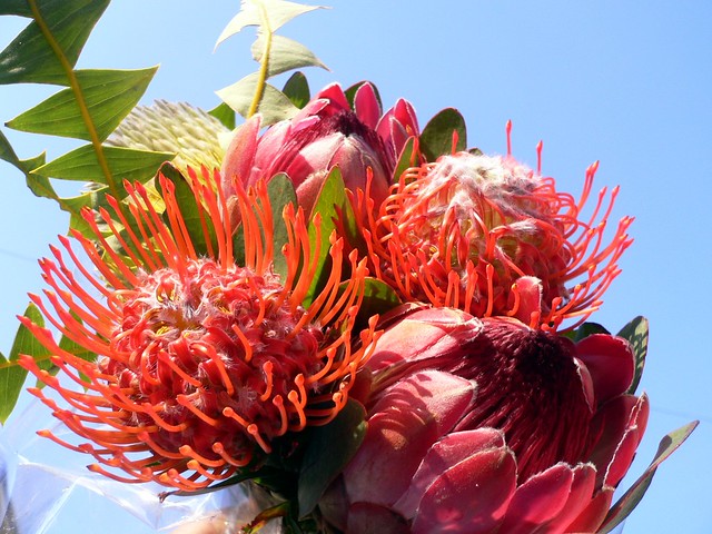 Exotic Bouquet (Flowers of South Africa)