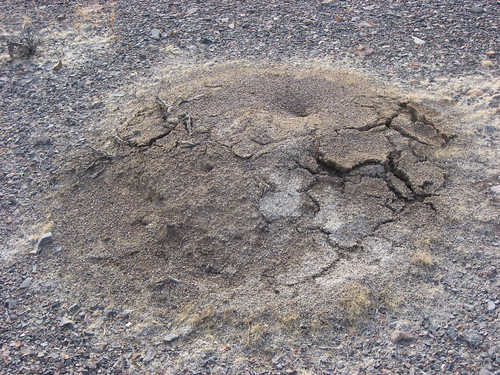 Weird Fumarole | by Plant Design Online