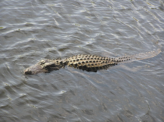 Fort Myers Florida - Alligator
