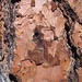 Flickr photo 'Ponderosa pine bark in detail' by: Agent Foster.
