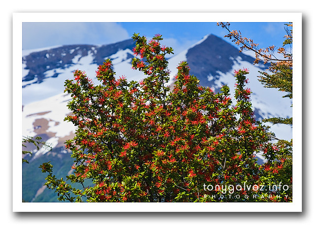 notro / Chilean firetree (Embothrium coccineum)