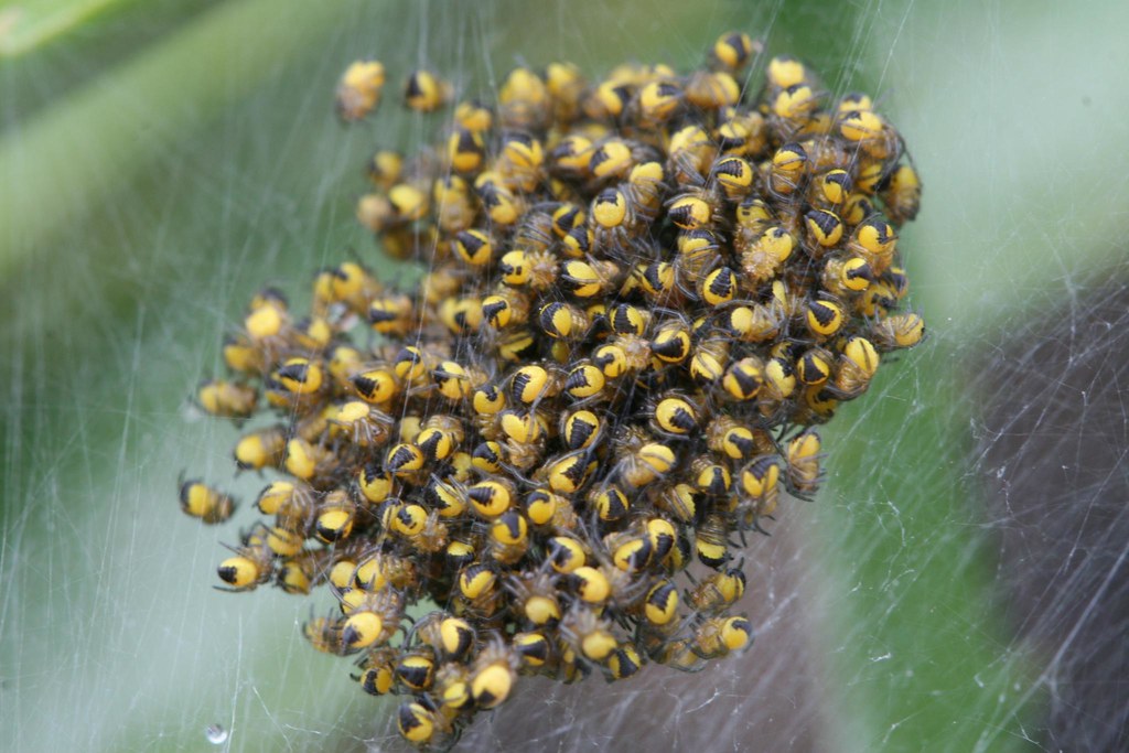 К чему снятся большие пауки во сне. Много маленьких пауков. Желтые паучата. Много мелких паучков. Очень много маленьких паучков.