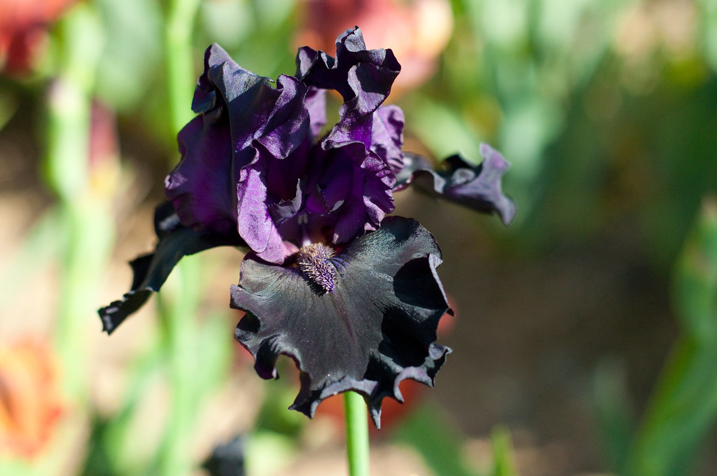 black iris | These pictures were taken at Perozzi's Iris far… | Flickr