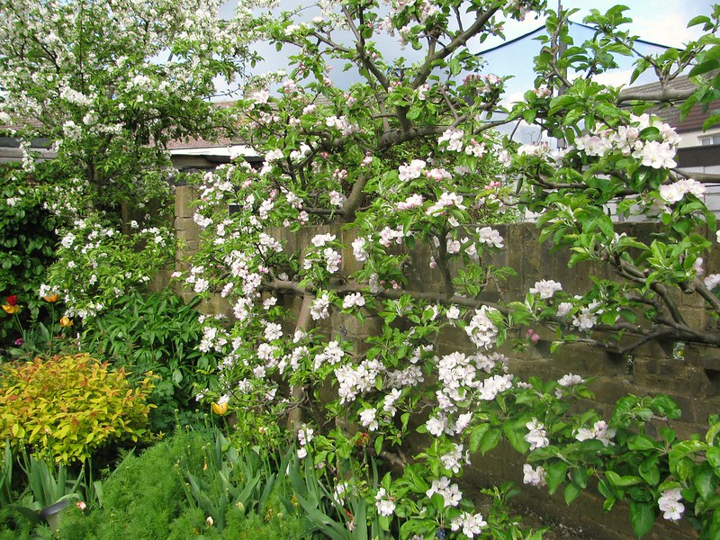 fiesta apple tree in blossom