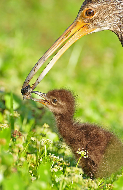 limpkin parent feeding chick