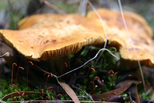 forest floor fungus wa augusta