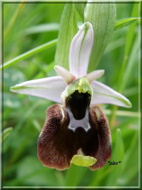 orchidea3