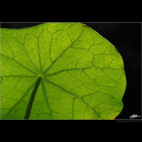 life leaf interestingness nikon inner explore foglia indianajones vita homeshots interiore esplora d700 nonsonoglianniamoresonoichilometri guidoranieridare
