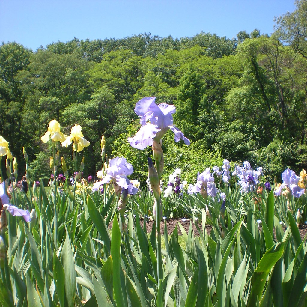 Presby Memorial Iris Gardens Upper Montclair Nj 8 Flickr