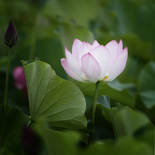 fading beauty by Thunderbolt_TW